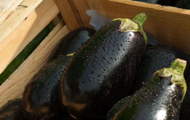 Як відрізнити смачний баклажан від перезрілого й гіркого: фотоінструкція