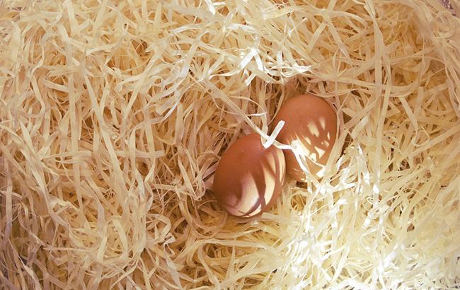 Єврокомісія скликає нараду із-за заражених яєць