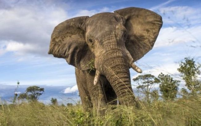 В Зимбабве более полусотни слонов погибли от голода