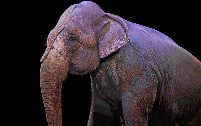 В Іспанії цирк зі слонами потрапив в смертельне ДТП