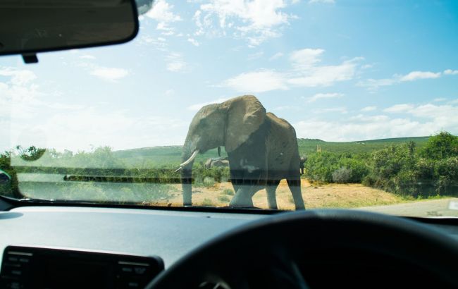 Не ходіть до Африки гуляти: розлючений слон напав на автомобіль із туристами