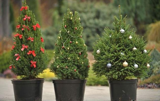 Поліція планує взяти під охорону всі ялинки Києва