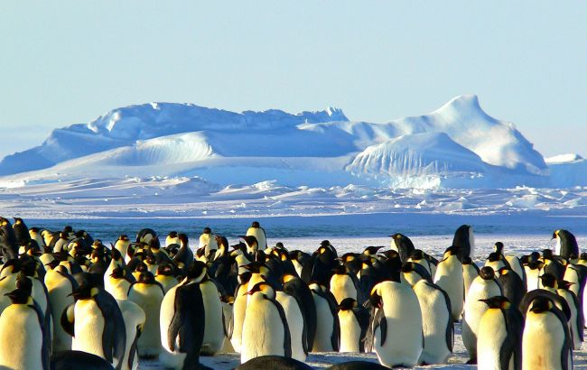 Чужие морские организмы и шум. Почему туристы в Антарктике могут навредить экосистеме