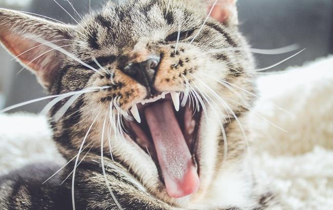 Сеть рассмешило видео, на котором кот шипит на фотографию Путина