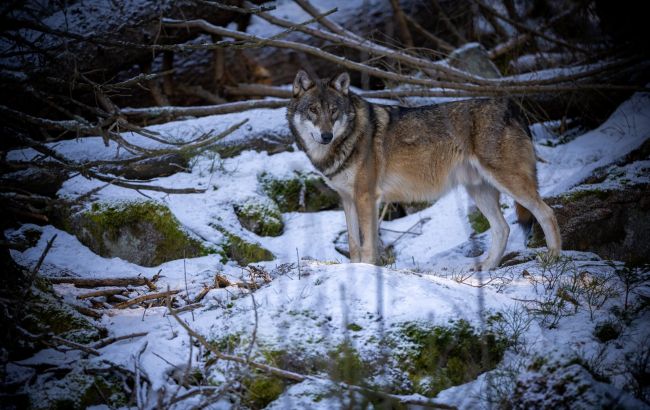 Украинцев предупредили о волчьей стае на границе с Молдовой и дали совет