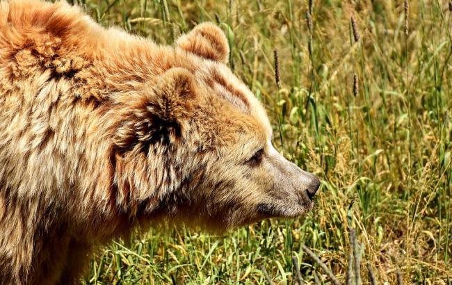 В Украине появился центр реабилитации медведей после цирка