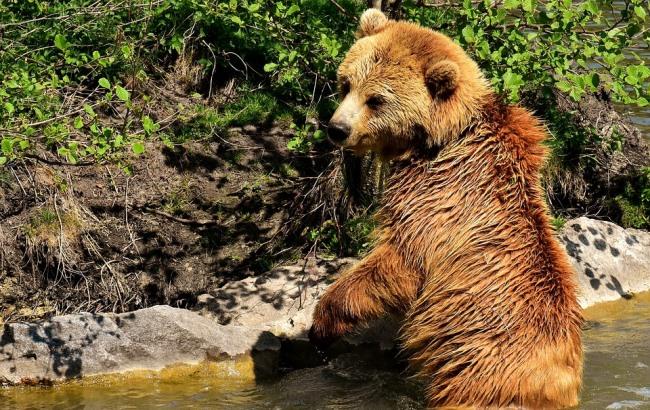 На Прикарпатье медведь нагло обворовывает пасеки (фото)