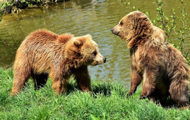 "Игра - не только развлечение": в сети показали забавное видео с молодыми медведями в Карпатах