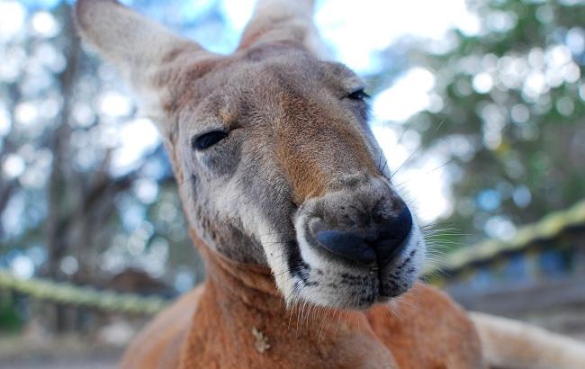 В Австралии разъяренный кенгуру "атаковал" дом местных жителей