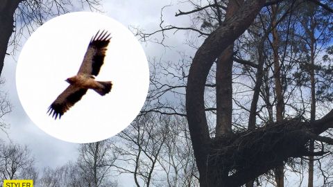 У Чорнобилі помітили унікального птаха: найменший у світі