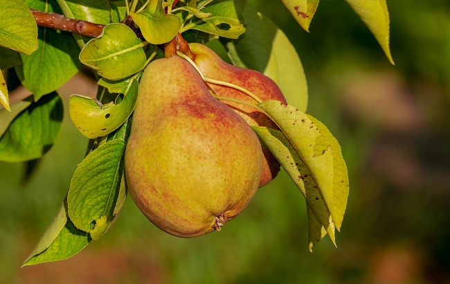 Зміцнює імунітет і підтримує серце: медики розповіли про цілющі властивості груші
