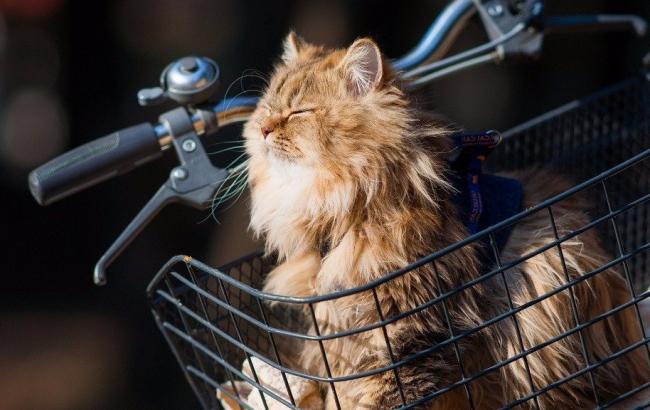 Погода на сьогодні: в Україні переважно без опадів, температура до +20