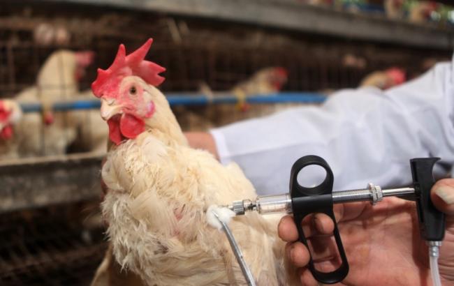 В Херсонской области зафиксирована вспышка гриппа птицы