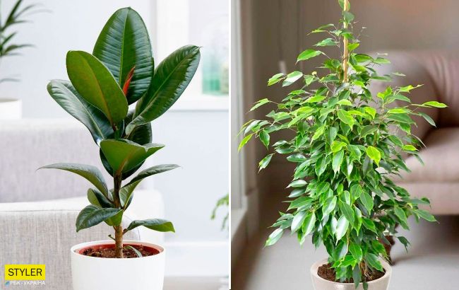 Ось чому в оселі не можна тримати фікус