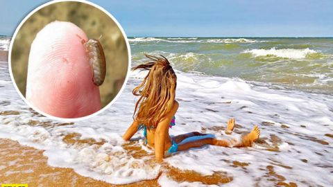 Азовське море атакували морські блохи: відпочиваючі в шоці (фото)