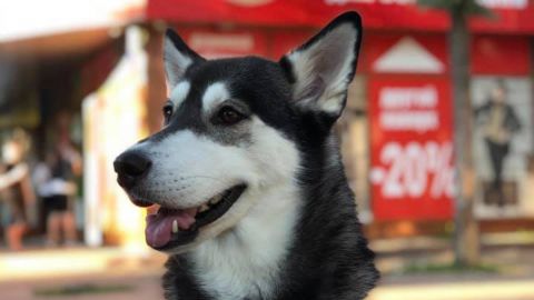 У Києві у пари вкрали улюблену собаку: він дивом знайшовся далеко від дому