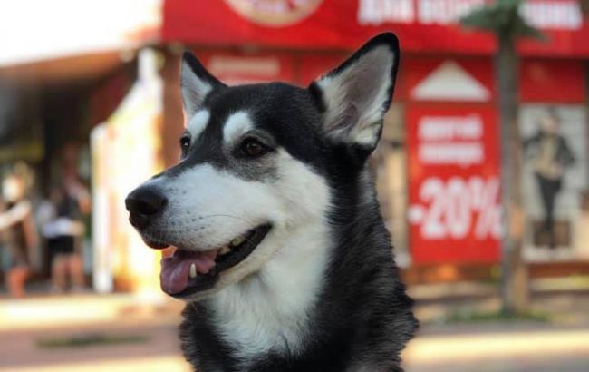 У Києві у пари вкрали улюблену собаку: він дивом знайшовся далеко від дому