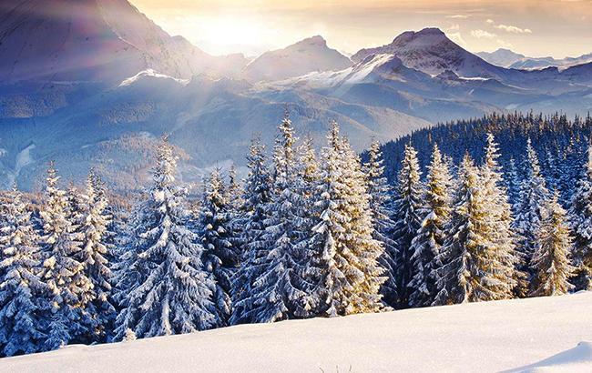 Не рубите елки: в сети показали невероятные фото лесных красавиц в Карпатах