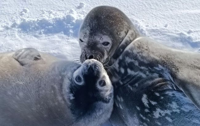 Українські полярники показали тюленя, який "збирає в гарем до 100 самиць": неймовірні фото