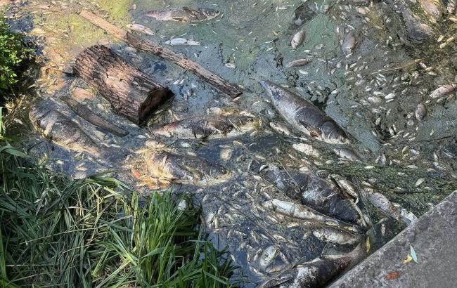 Вода з водойм Борщагівки: що показали перші аналізи після загибелі трьох тонн риби