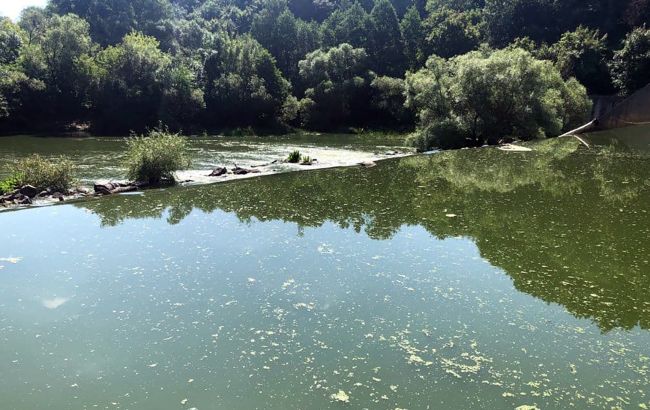 Миллионные убытки и массовая гибель фауны: "Житомирводоканал" загрязнил реку Тетерев