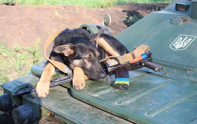 Притворился раненым: украинцев растрогал поступок верного пса на Донбассе