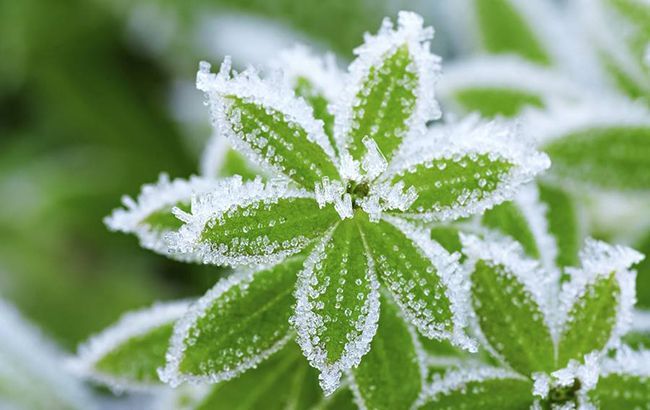 В Україні попередили про нічні заморозки