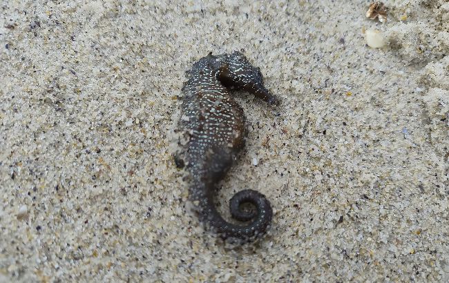 В Одессе зафиксировали массовый выброс морских коньков: что говорят экоинспекторы