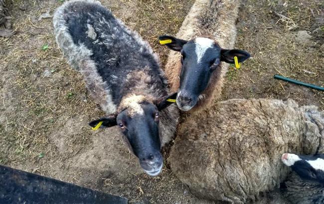 Загибель овець: Держспоживслужба посилила вимоги до перевезення тварин