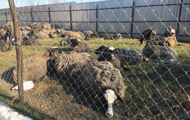 Держспоживслужба проводить внутрішню перевірку через загибель овець, повернутих з Турції