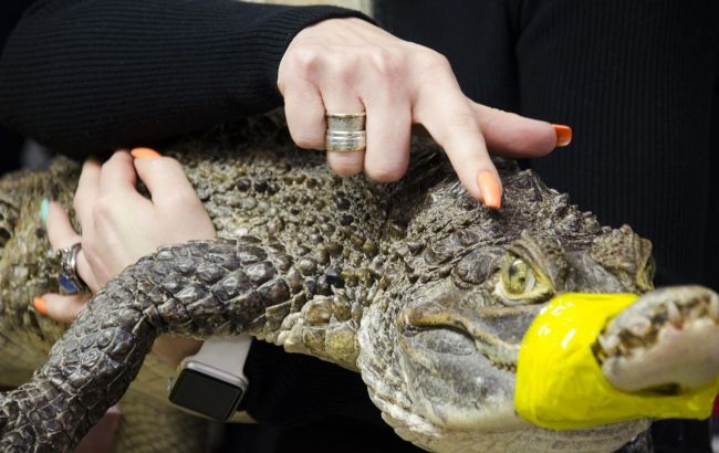 На українському курорті фотограф перевязав тварині пащу та пропонував фото з нею