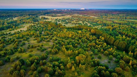 Чернобыль оживает после большого пожара: появились впечатляющие фото
