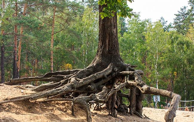 У Києві в Пущі-Водиці спиляли 300-річні дуби (фото)