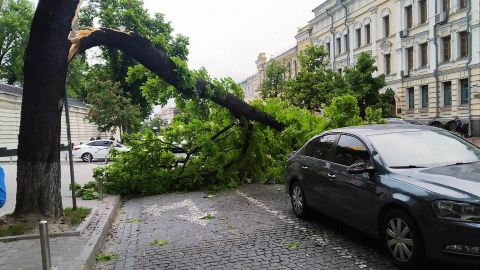 Последствия непогоды в Киеве: ветер повалил около 40 деревьев
