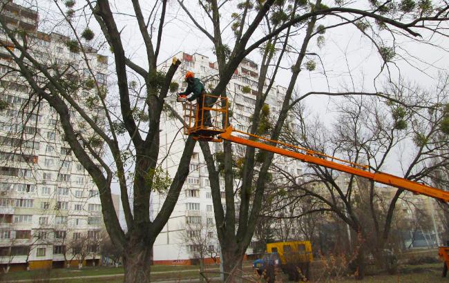 В "Киевзеленстрое" объяснили, для чего нужна обрезка крон деревьев