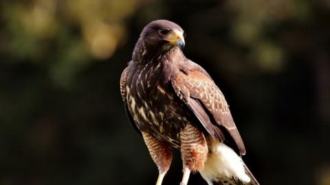 "Просто так, ради забавы": в Одесской области браконьеры застрелили краснокнижного сокола (фото)