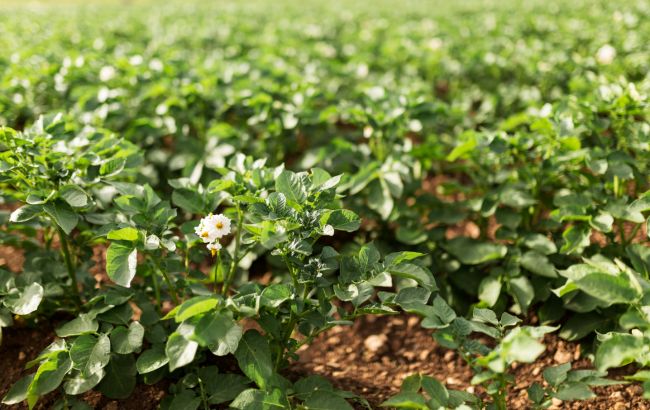 Чем засеять огород после сбора картофеля: это должен знать каждый дачник