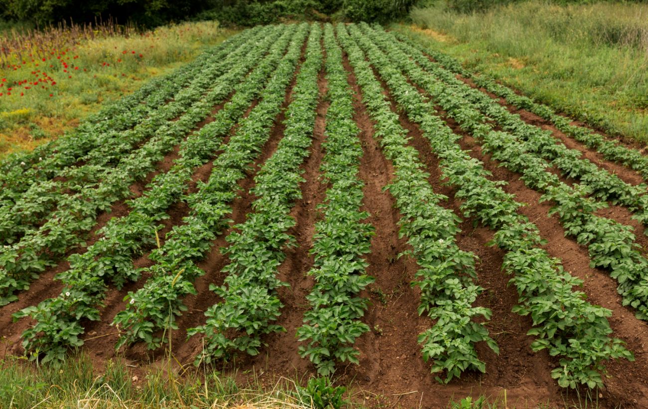 Коли косити бадилля картоплі