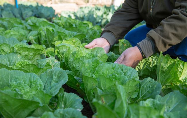 5 натуральных средств, которые уничтожат любого вредителя на капусте: шпаргалка для огородников