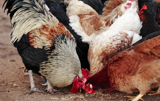 Молдова ввела заборону на ввезення м'яса з України через пташиний грип