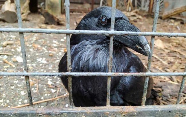 В Киеве бесследно исчезла легендарная птица, которая за 25 лет стала символом улицы