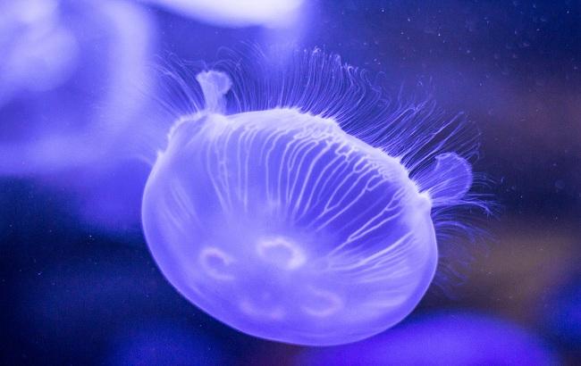 Вчені виявили галактику, яка схожа на медузу