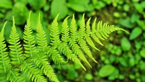 Івана Купала 2018: що не можна робити