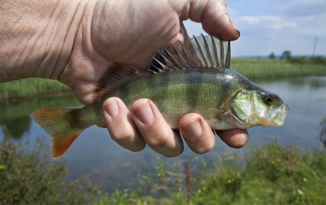 На грани выживания: в украинских водоемах скоро может исчезнуть рыба