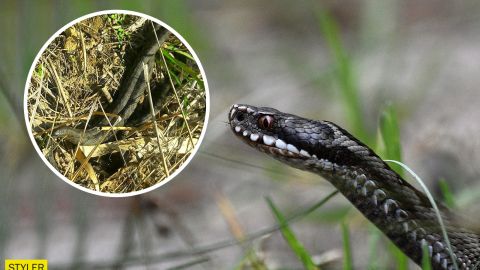 Змії окупували містечко під Дніпром: стільки їх не бачили ніколи