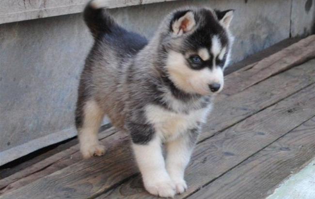 Ижевский питомник организовал прямую трансляцию жизни щенков хаски