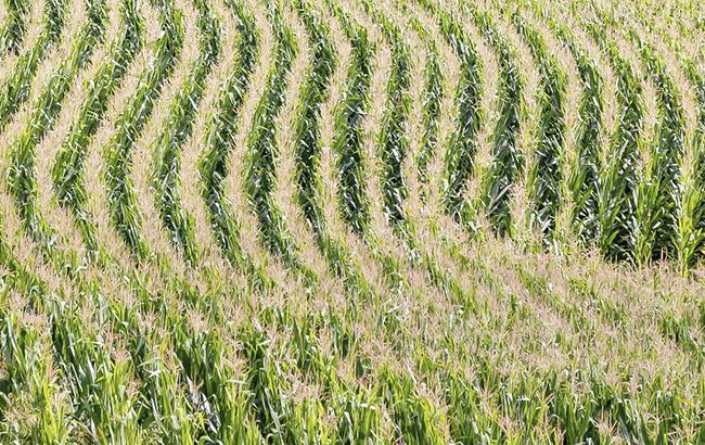Виробництво сільгосппродукції за 10 місяців зросло на 9,0%, - Держстат