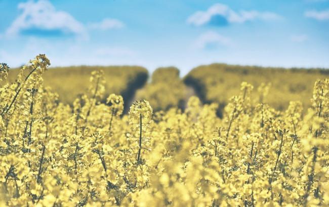 Снова жара: синоптики дали прогноз на 9 августа