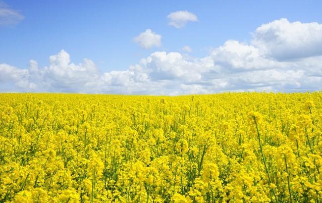 "Дождей станет больше": синоптик дала прогноз на 5 июля