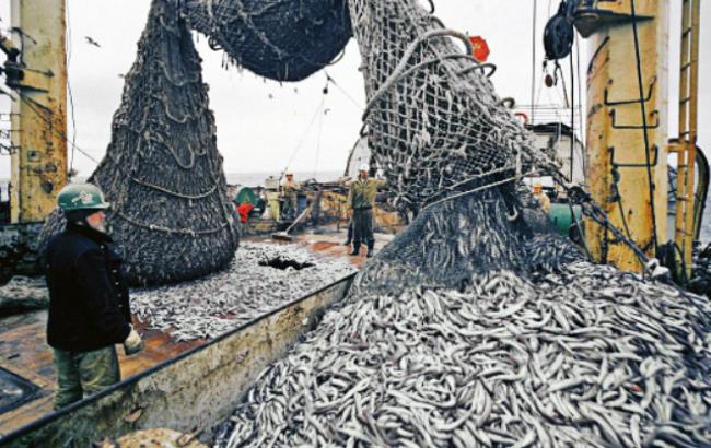 Вилов риби в Україні за 5 місяців впав на 25,7%, - Держстат